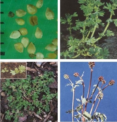 Parsley-piert at four growth stages